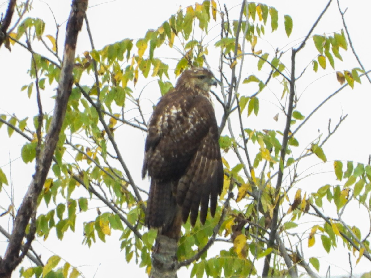 Red-tailed Hawk - Debbie Parker