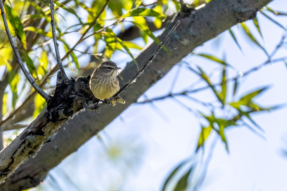 Palm Warbler - ML624099149