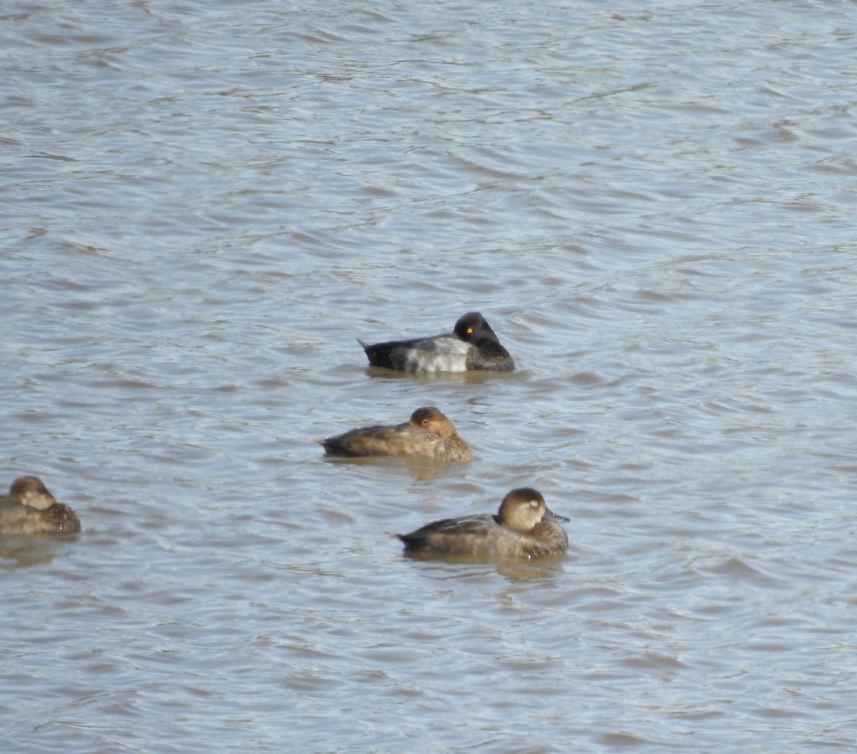 Lesser Scaup - ML624099189