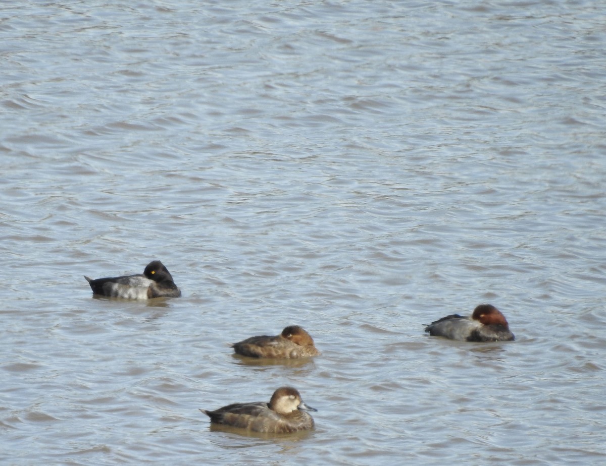 Lesser Scaup - ML624099190