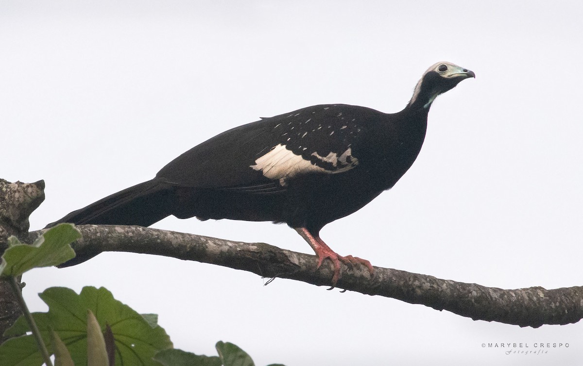 White-throated Piping-Guan - ML624099279