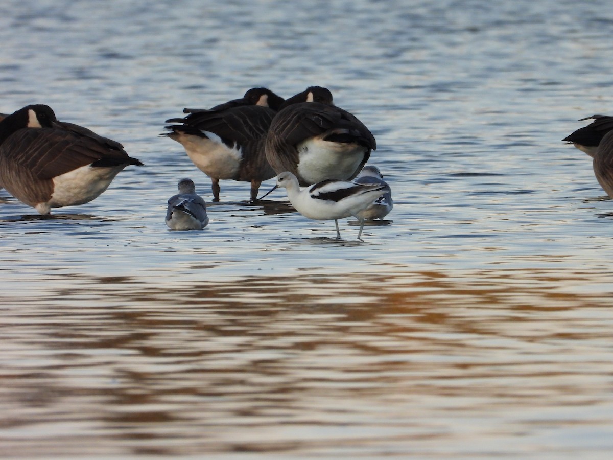 American Avocet - Michael Gullo