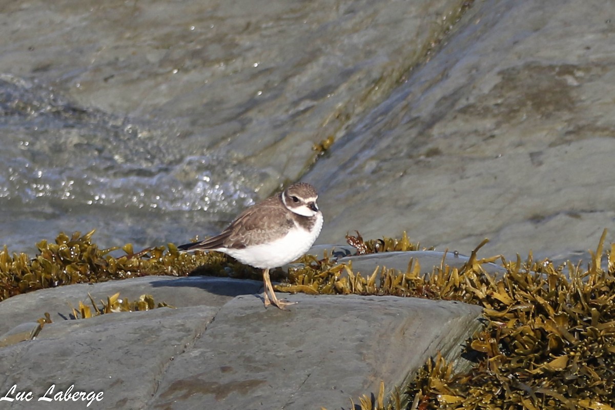 Semipalmated Plover - ML624099295