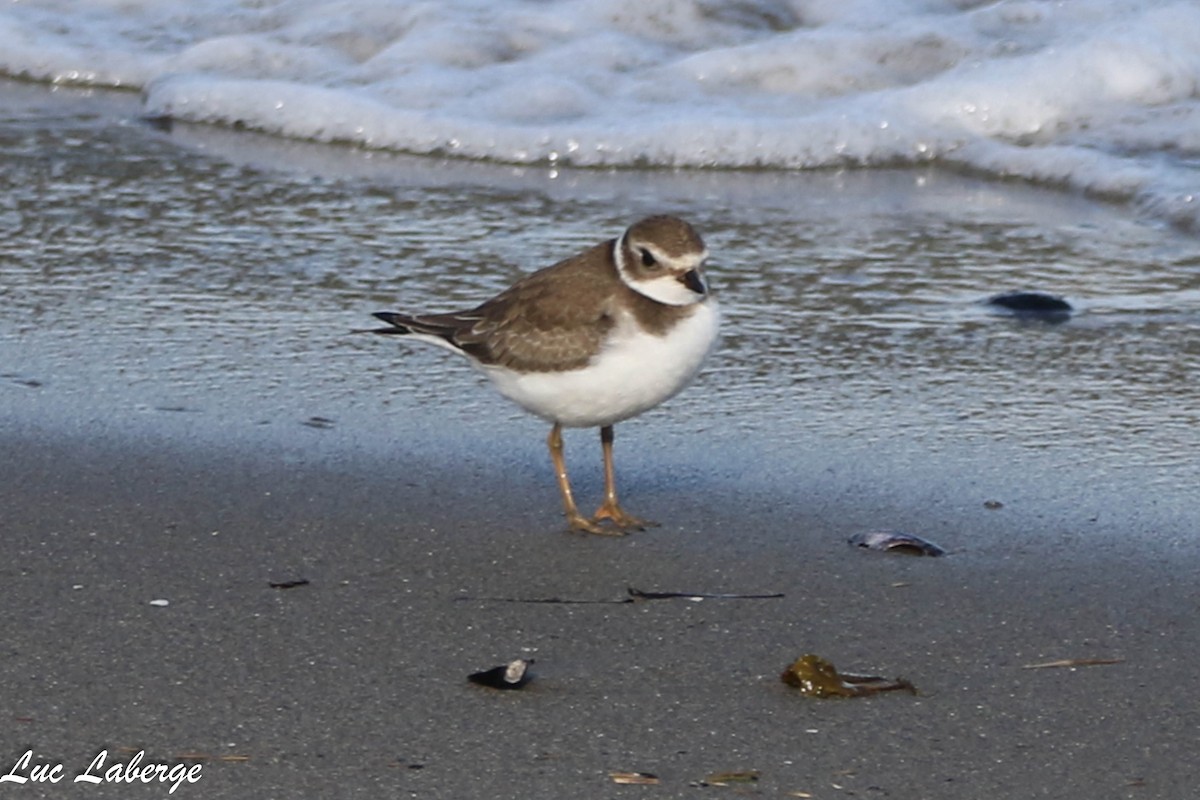 Semipalmated Plover - ML624099296