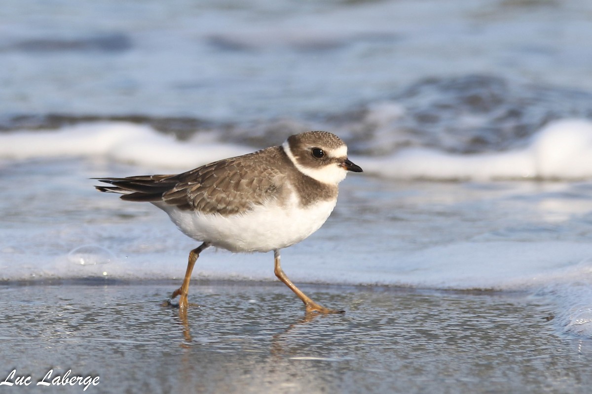 Semipalmated Plover - ML624099297