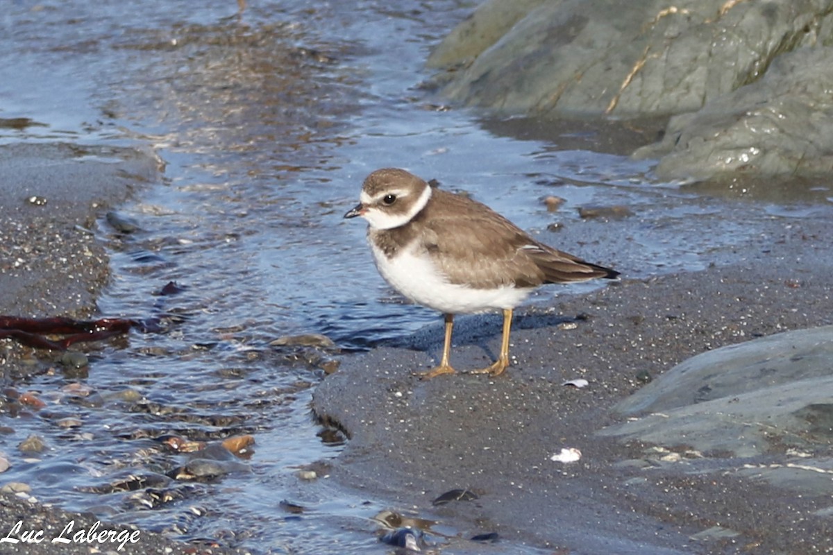 Semipalmated Plover - ML624099298