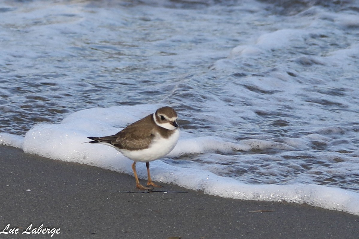 Semipalmated Plover - ML624099300