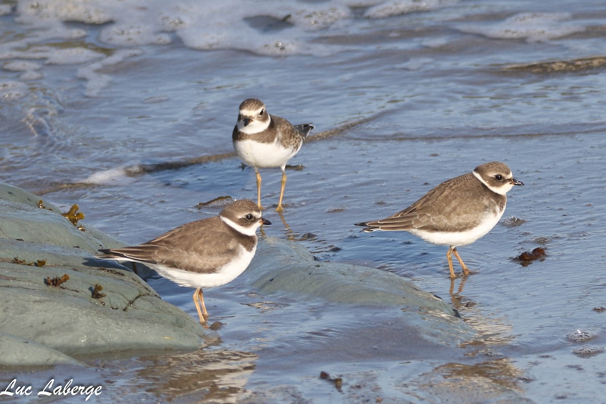 Semipalmated Plover - ML624099301