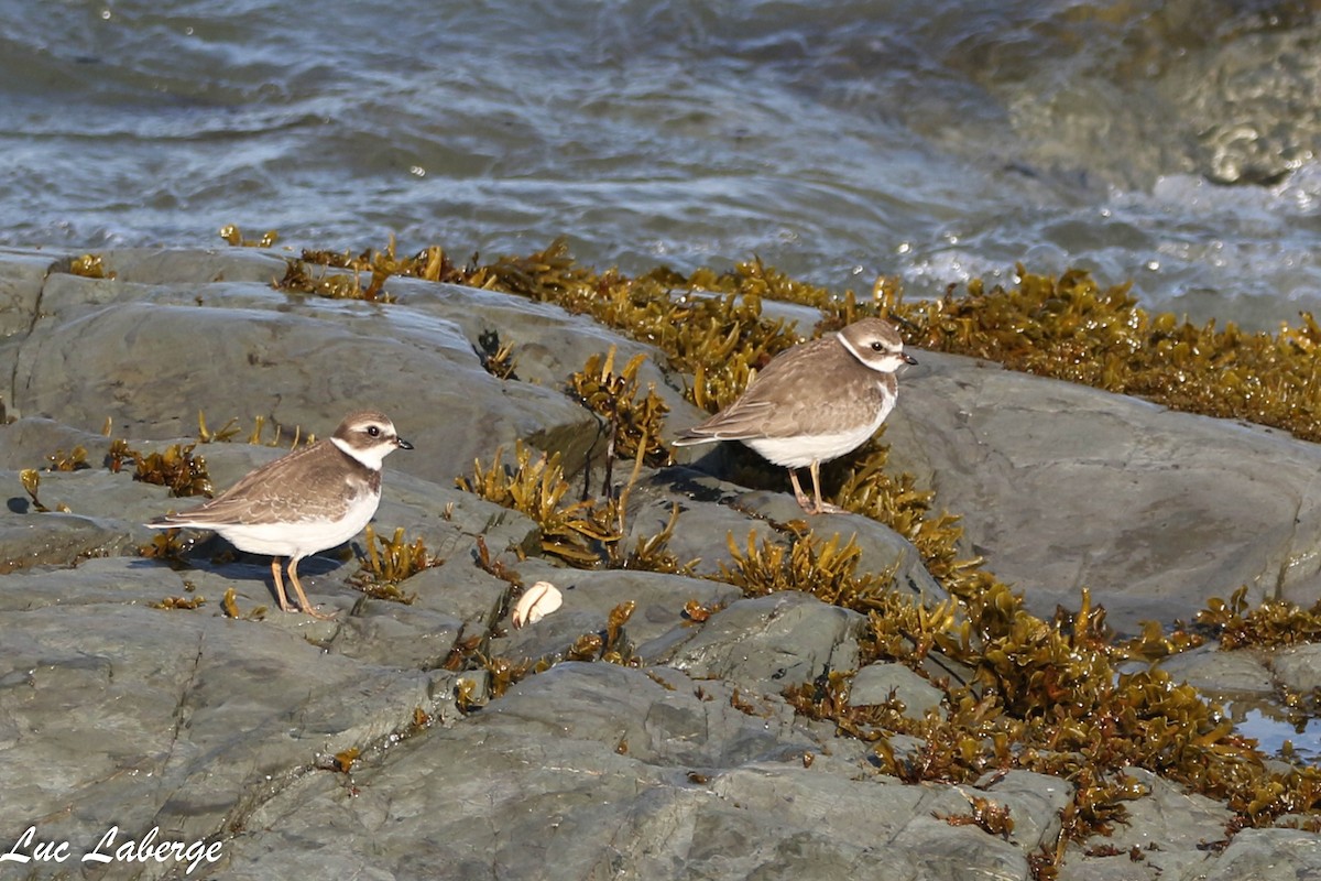 Semipalmated Plover - ML624099302