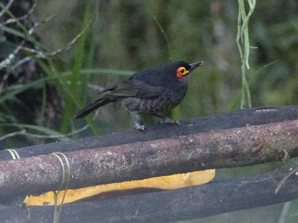 Smoky Honeyeater - ML624099310