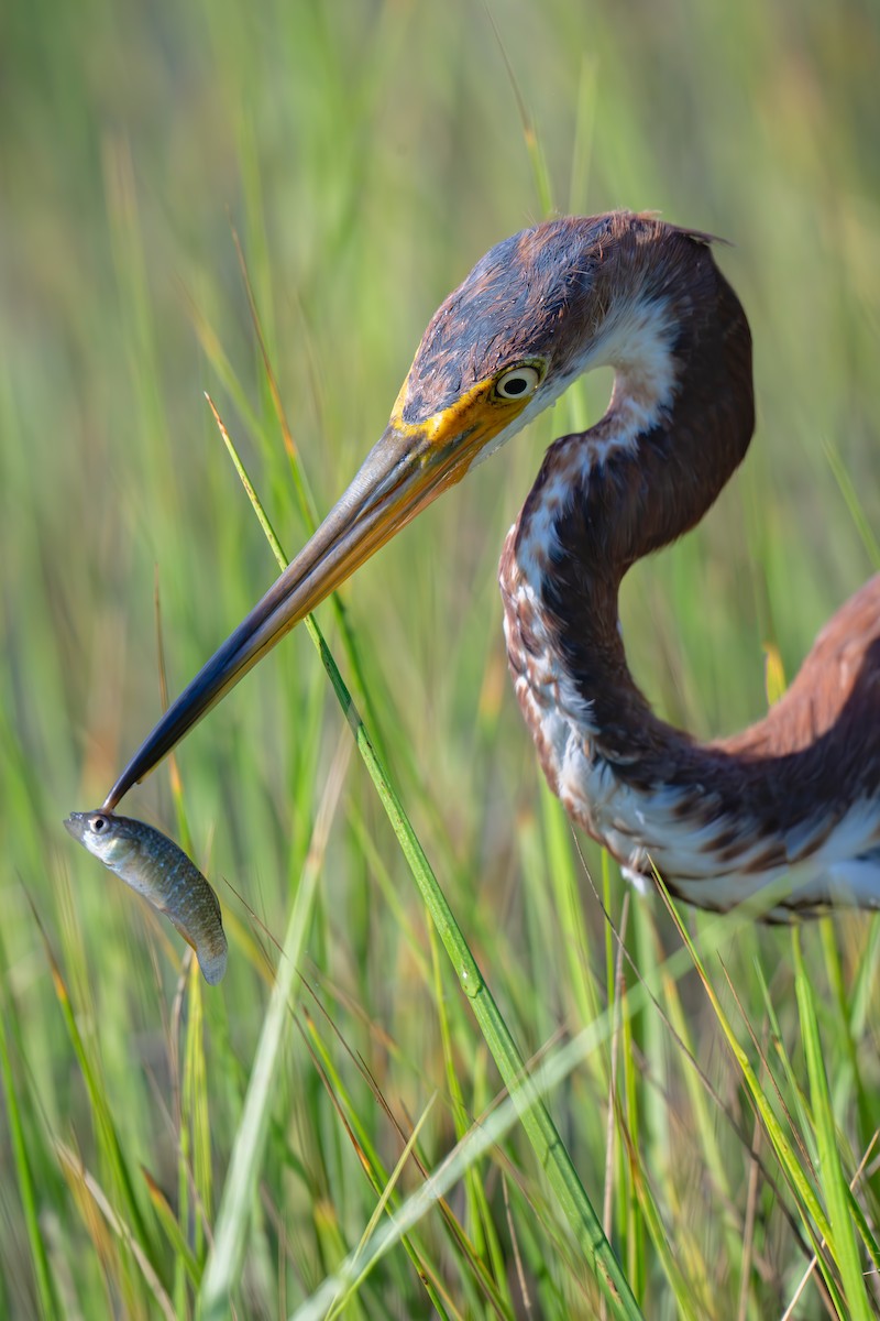 Tricolored Heron - ML624099324