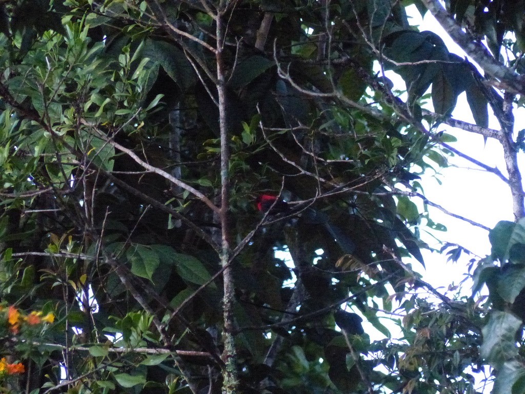 Red-collared Myzomela - Jenny Bowman