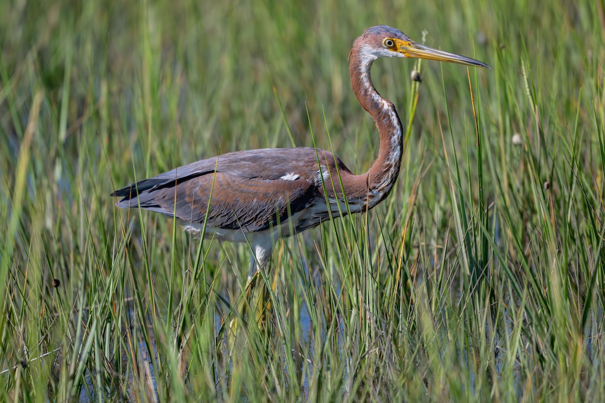 Tricolored Heron - ML624099328