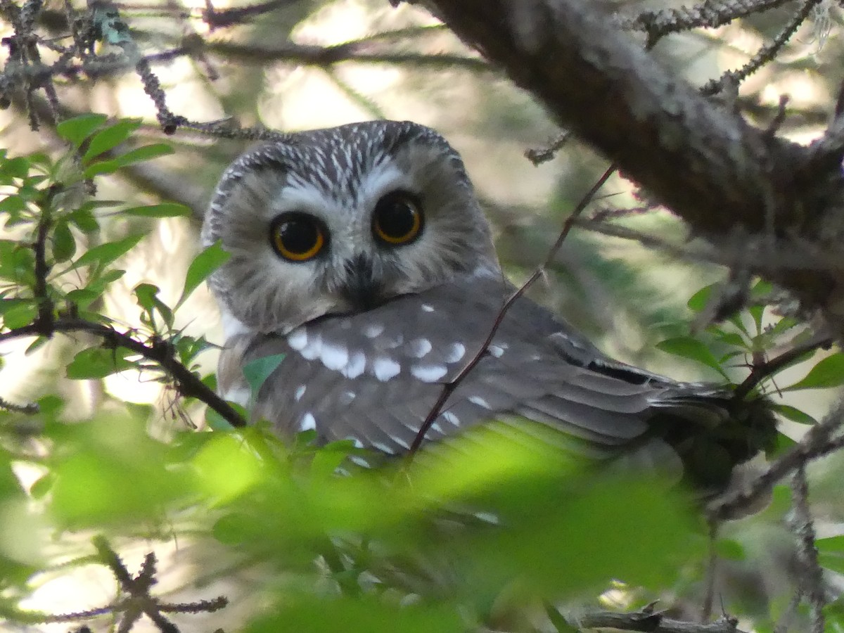 Northern Saw-whet Owl - ML624099333