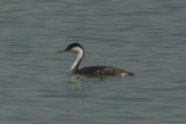 Western Grebe - Andy Bowen