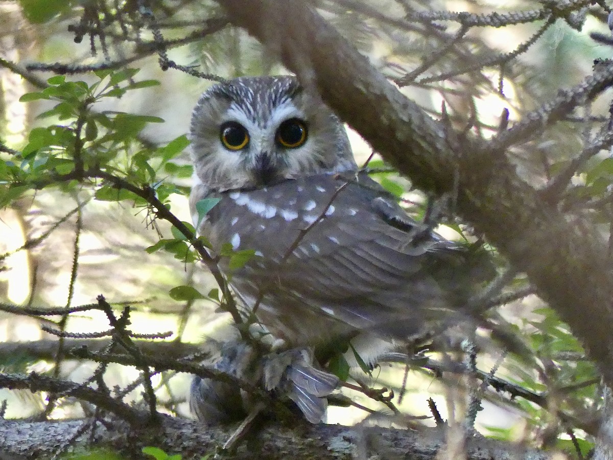 Northern Saw-whet Owl - ML624099354