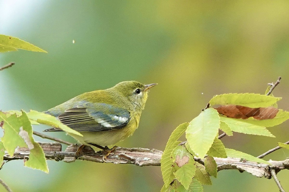 Northern Parula - ML624099355