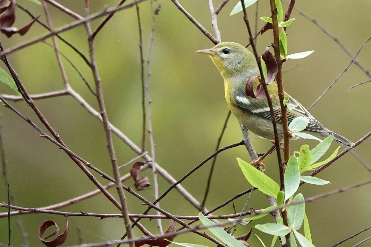Northern Parula - ML624099356