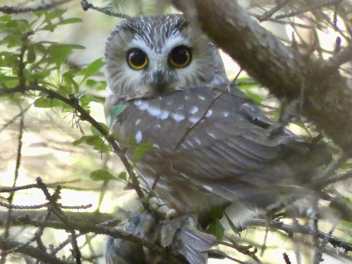 Northern Saw-whet Owl - ML624099378