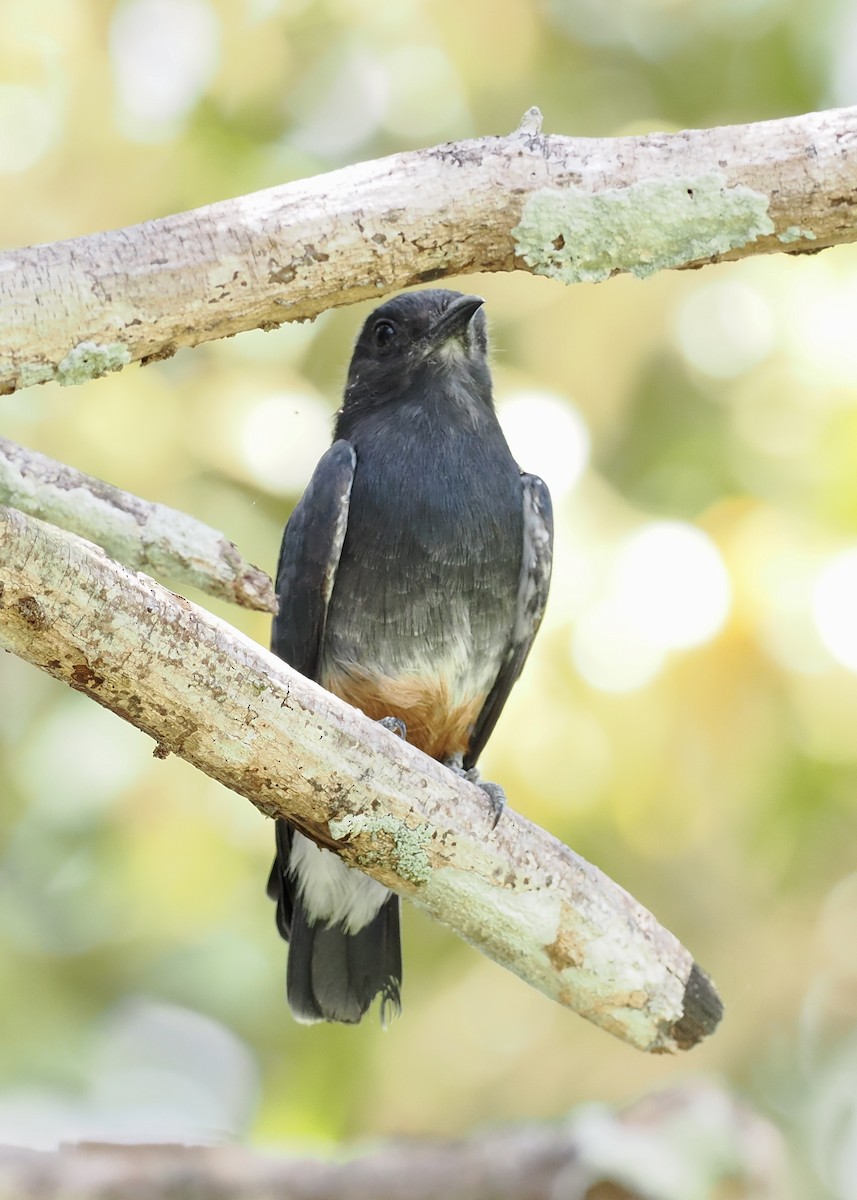 Swallow-winged Puffbird - Peder Svingen