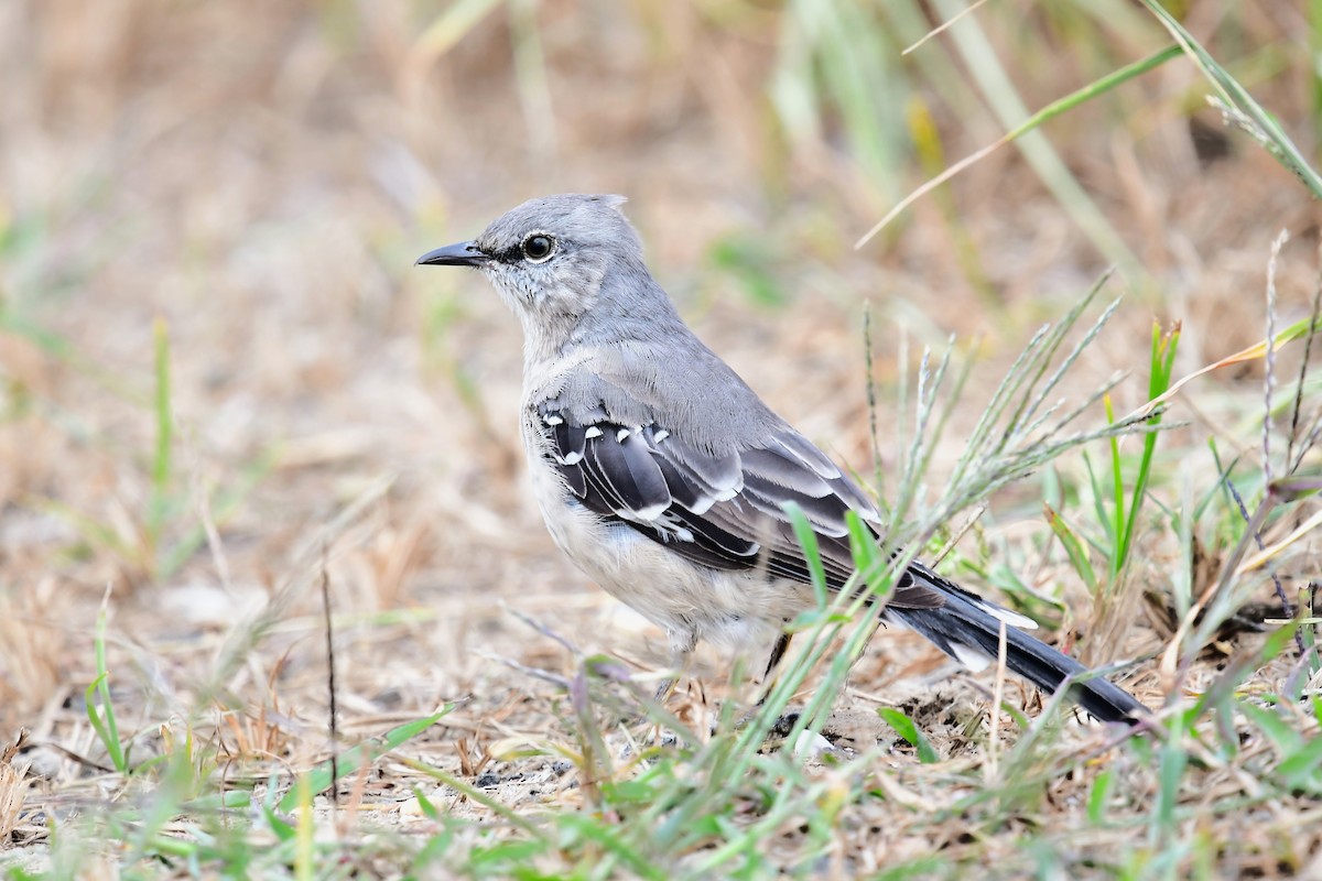 Northern Mockingbird - ML624099423