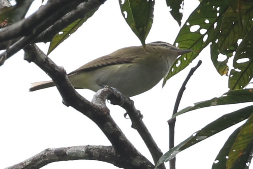 Vireo sp. - ML624099433