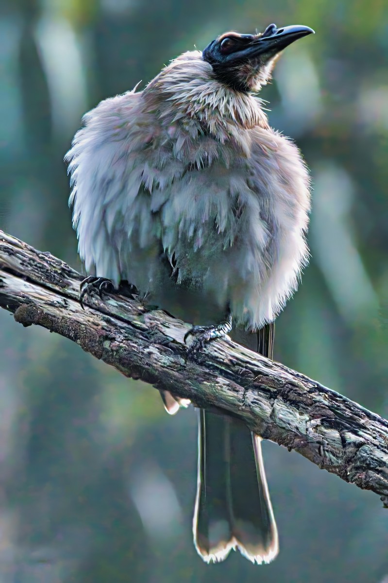 Noisy Friarbird - ML624099446