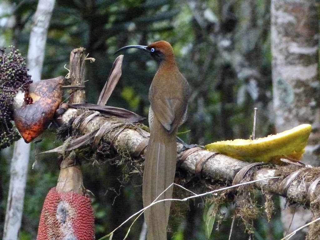 Brown Sicklebill - ML624099453