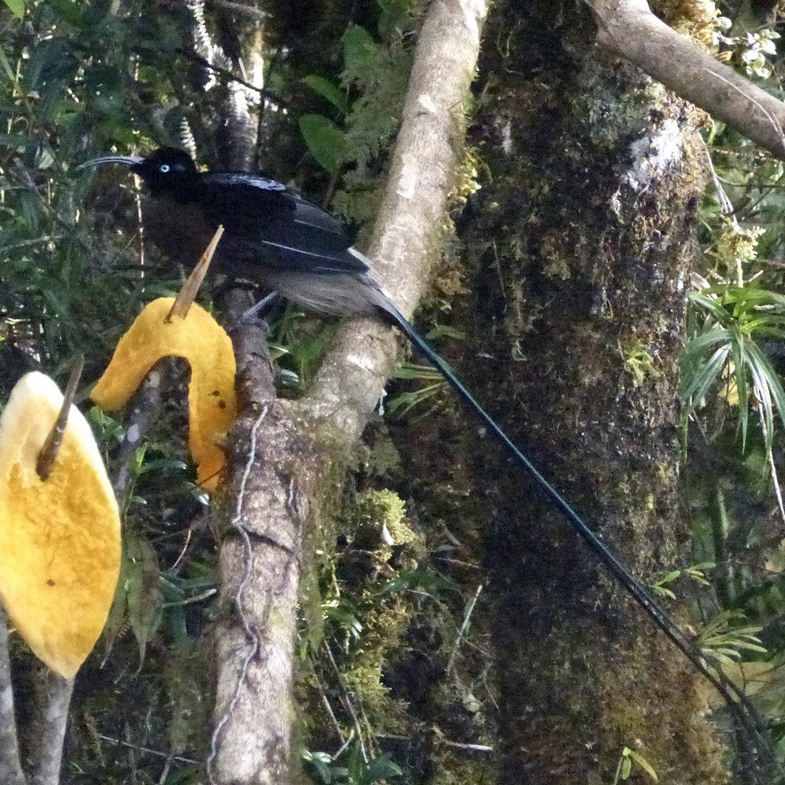 Brown Sicklebill - ML624099458