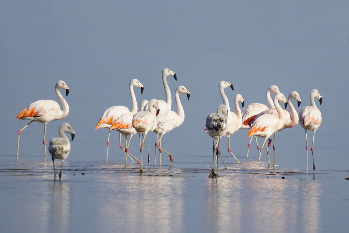 Chilean Flamingo - ML624099459