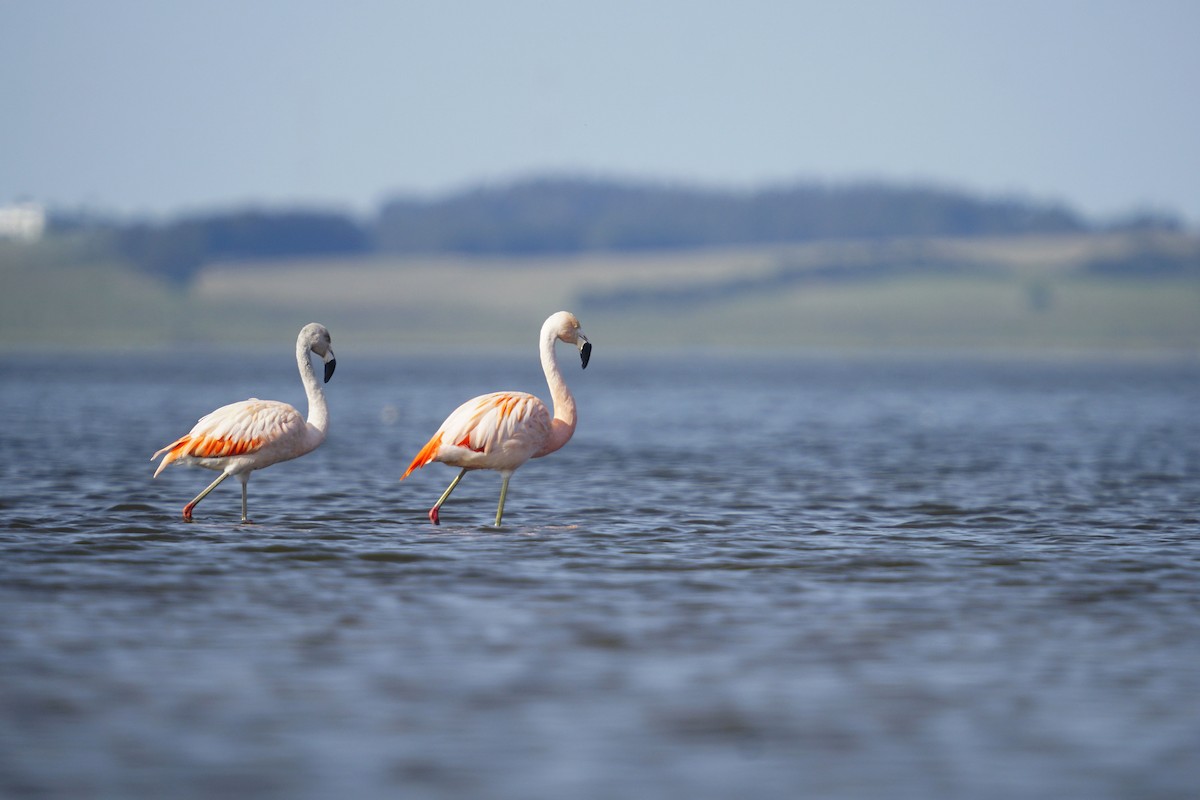 Chilean Flamingo - ML624099460