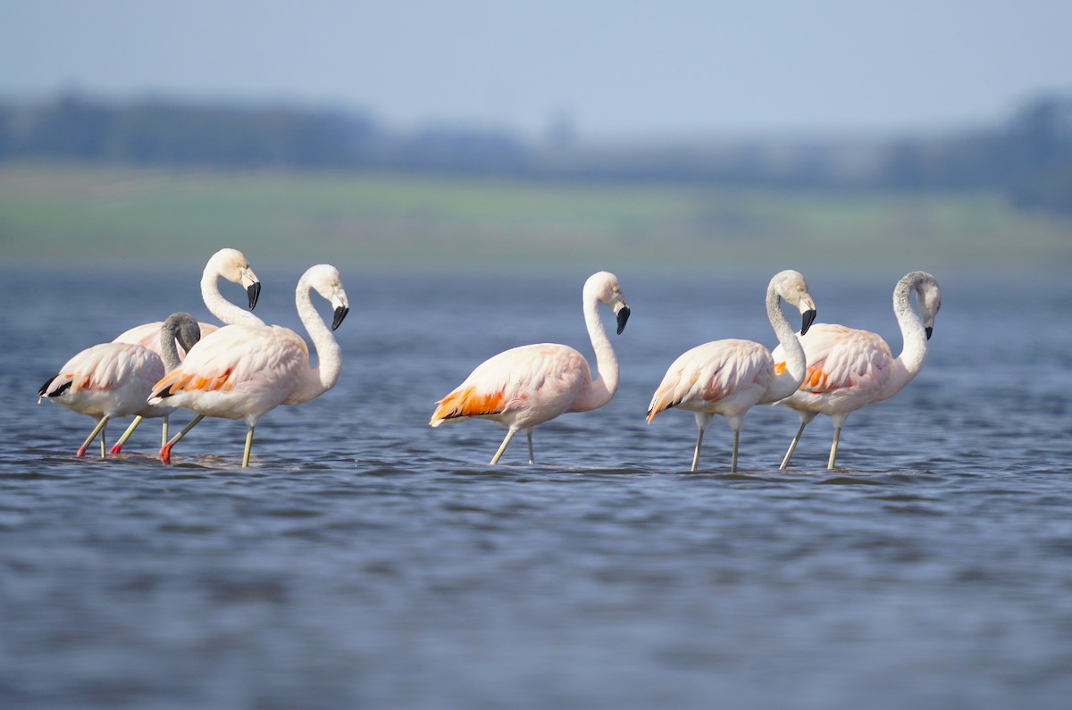 Chilean Flamingo - ML624099462