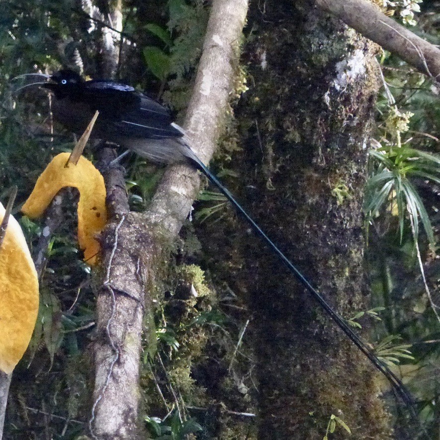 Brown Sicklebill - ML624099463