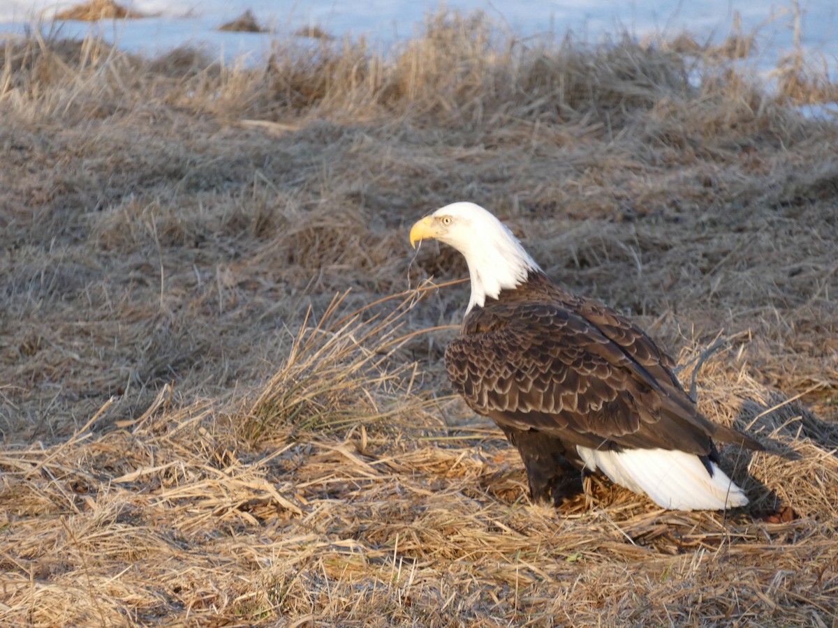 Ak Başlı Kartal - ML624099469