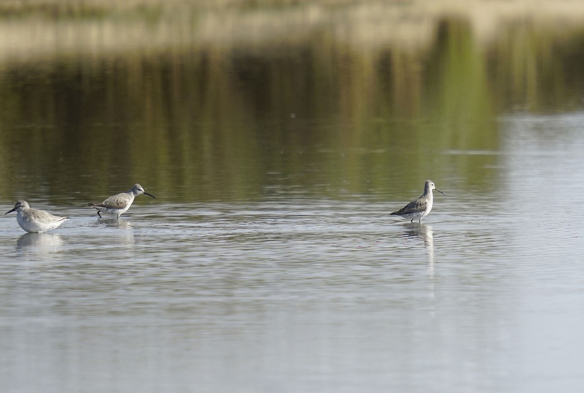 Stilt Sandpiper - ML624099477