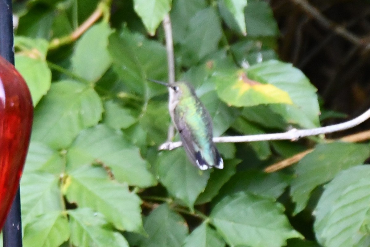 Black-chinned Hummingbird - ML624099504