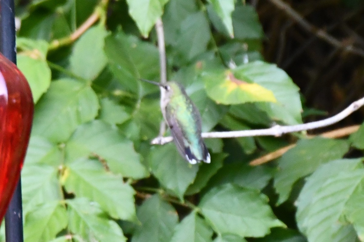 Black-chinned Hummingbird - ML624099505