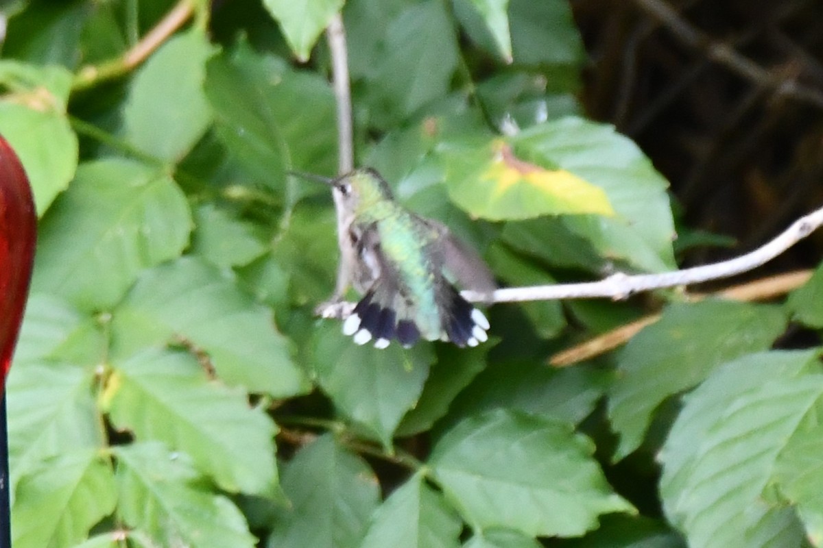 Black-chinned Hummingbird - ML624099506