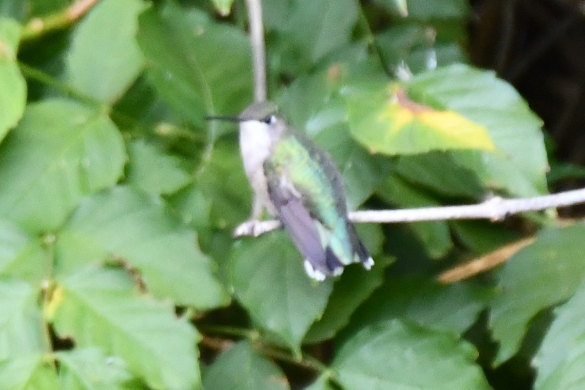 Black-chinned Hummingbird - ML624099507