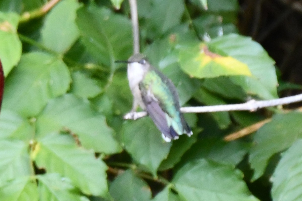 Black-chinned Hummingbird - ML624099508