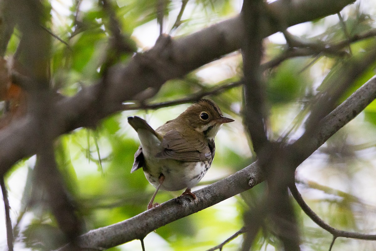 Ovenbird - ML624099551