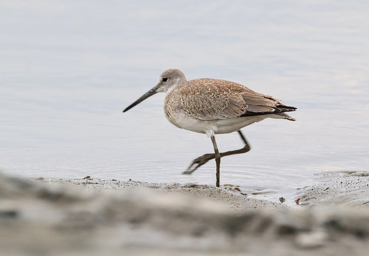 Willet - Yves Robichaud