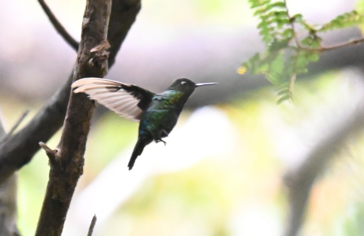 Fiery-throated Hummingbird - Ryan O'Donnell