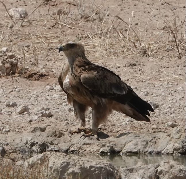 Tawny Eagle - ML624099664