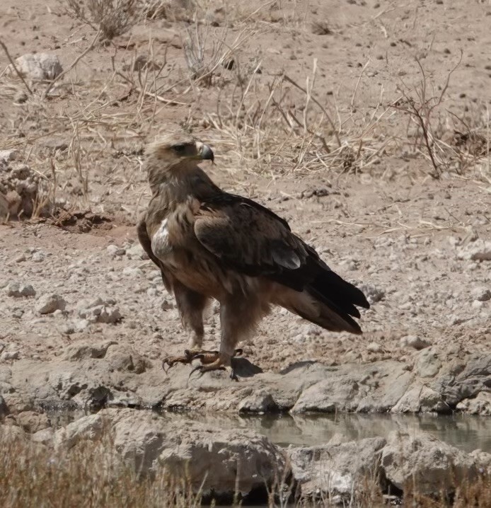 Tawny Eagle - ML624099665
