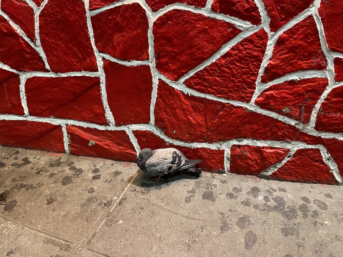 Rock Pigeon (Feral Pigeon) - ML624099666