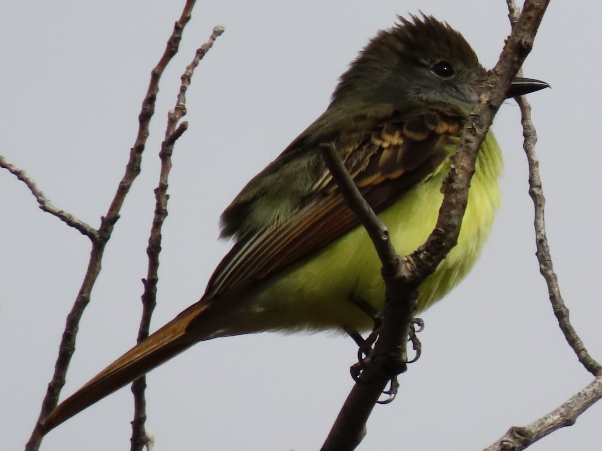 Great Crested Flycatcher - ML624099671