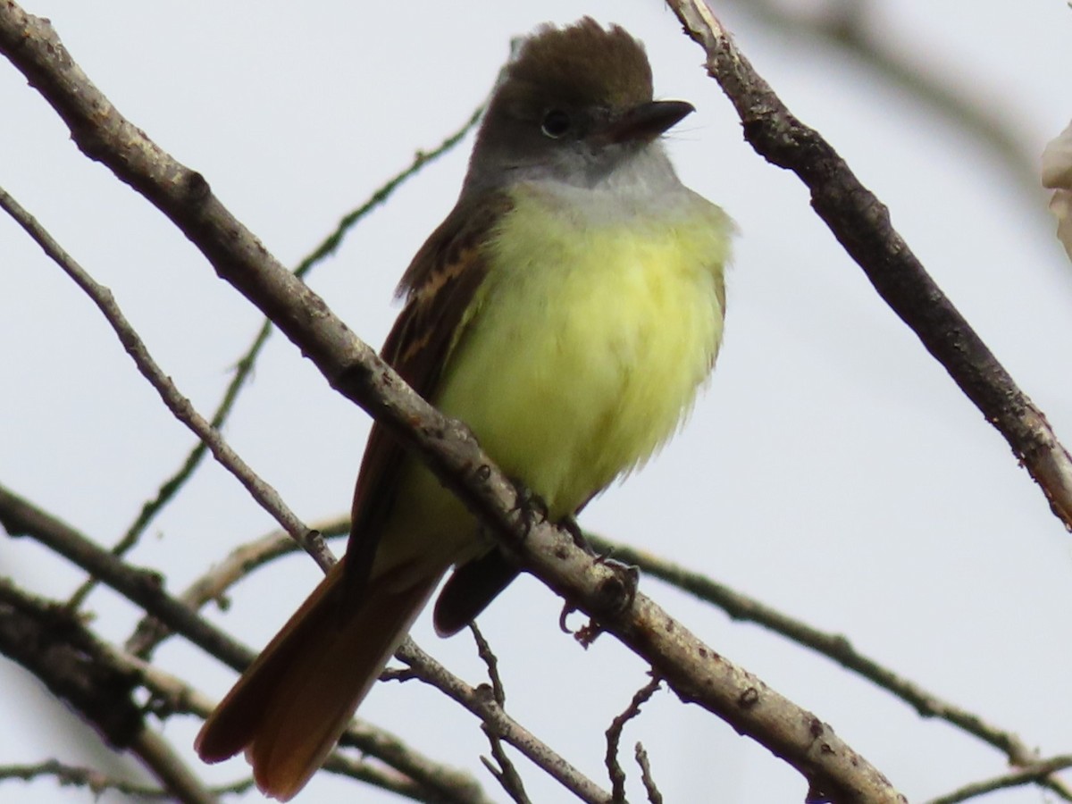 Great Crested Flycatcher - ML624099681