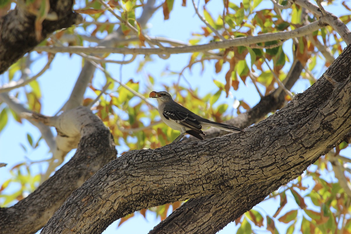 Northern Mockingbird - ML624099688