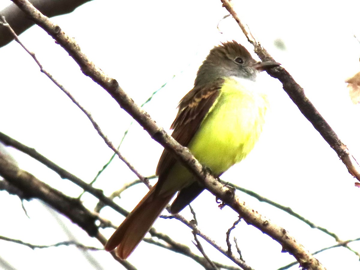 Great Crested Flycatcher - ML624099690